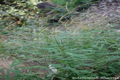 Microstegium fasciculatum